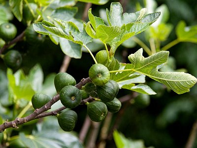 the fig tree